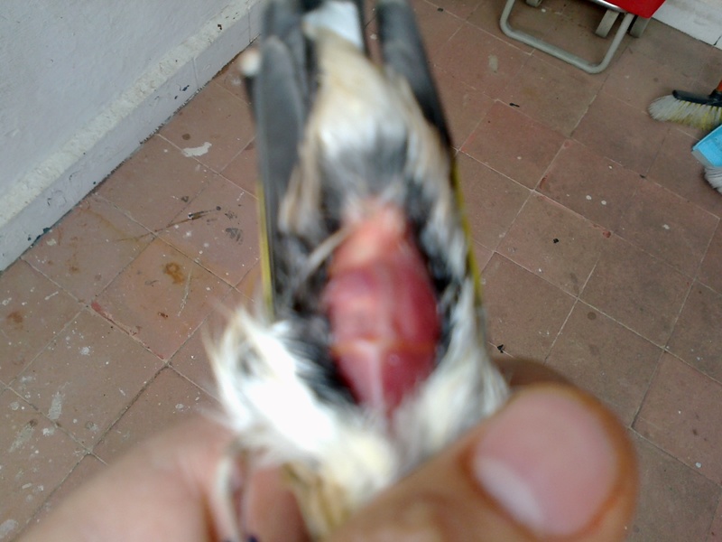 Imagen 003.jpg