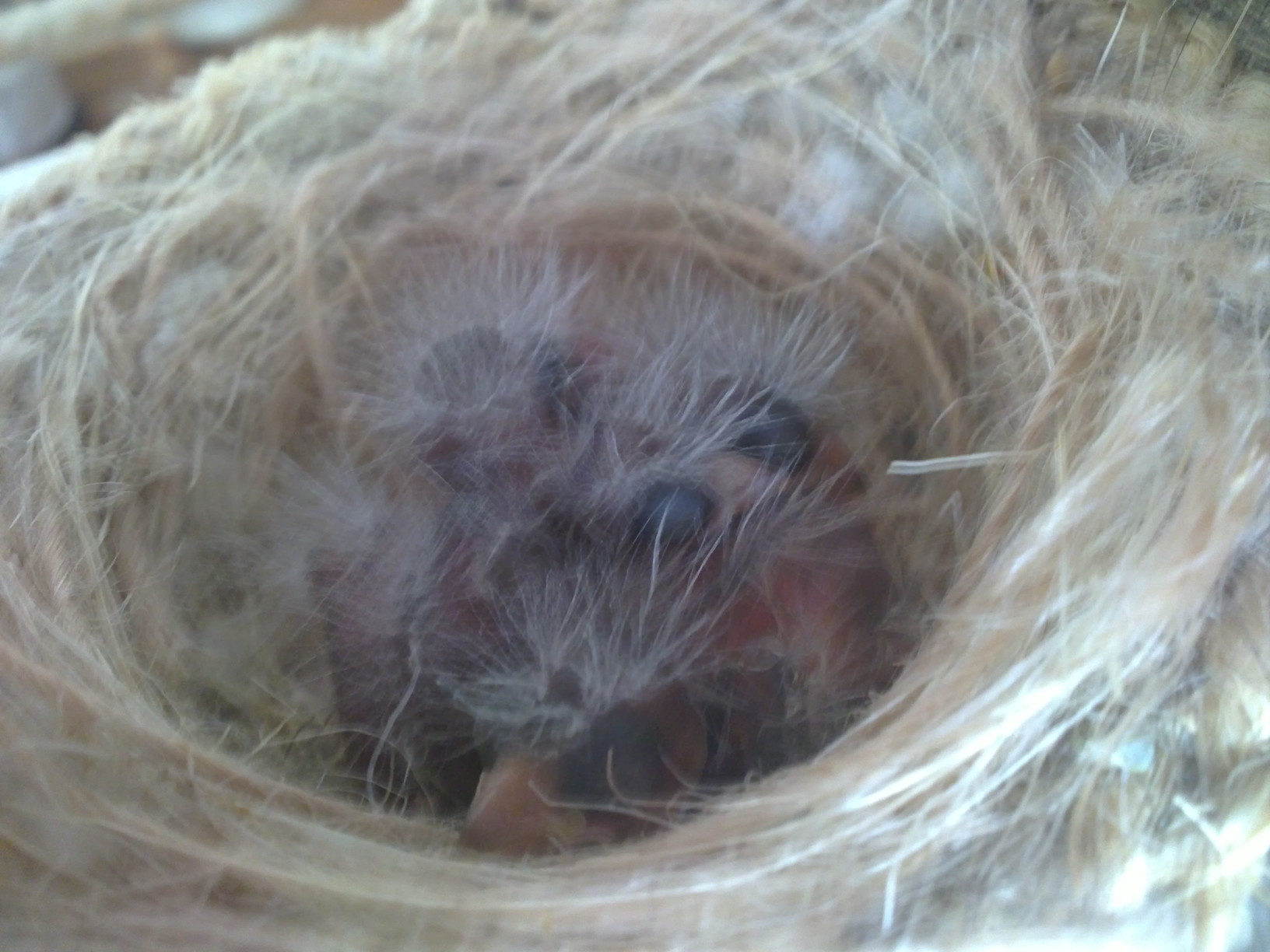 4 mixtos dormios.JPG