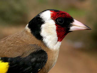 Jilguero pico.jpg