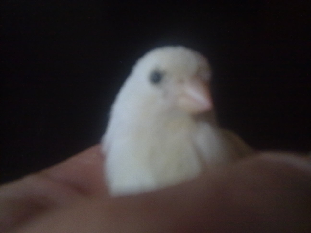29062011049.jpg