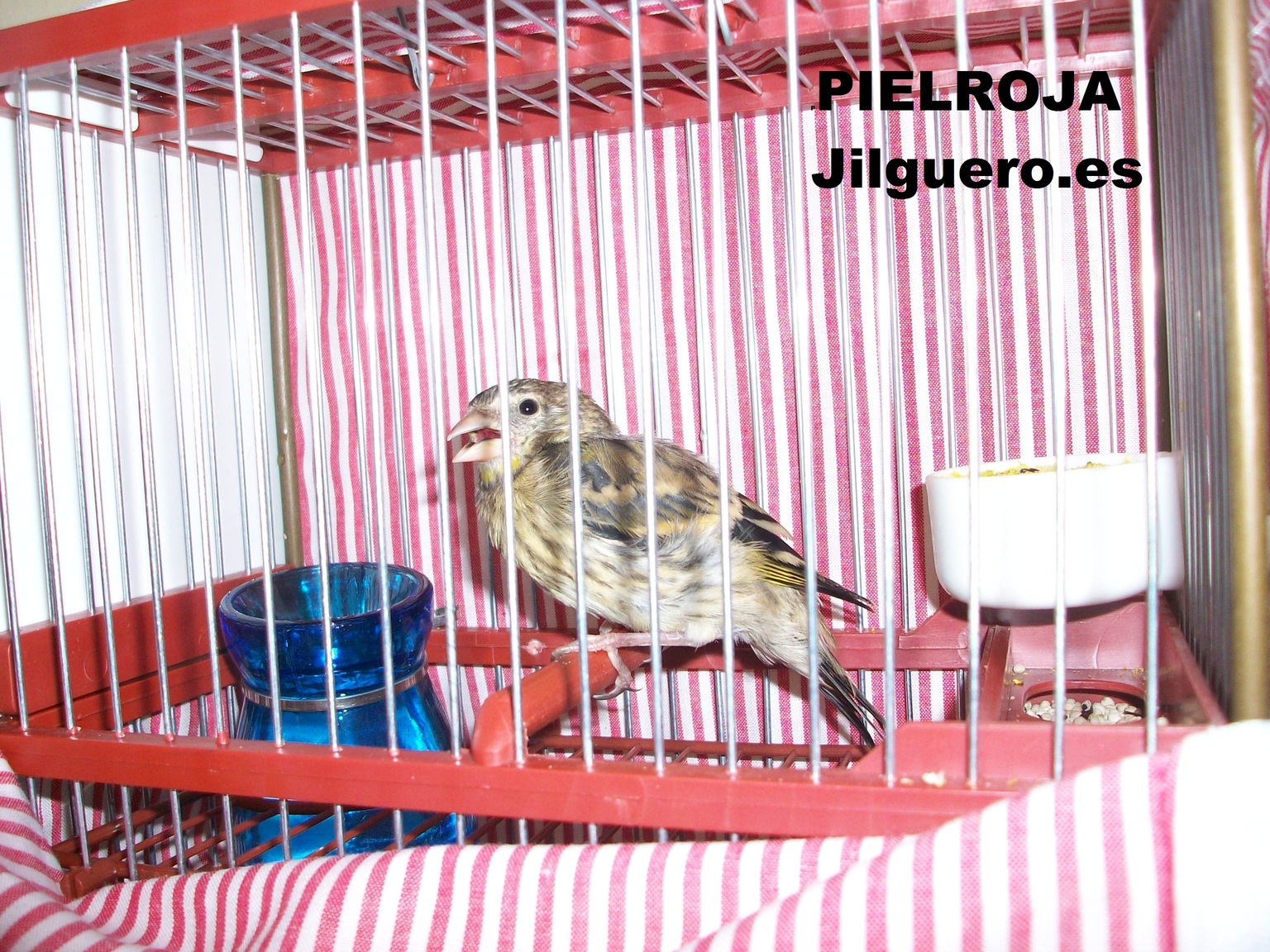 Mixto1.jpg