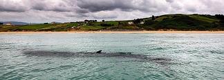 ballena-no-poner-hasta-manana--647x231[1].jpg