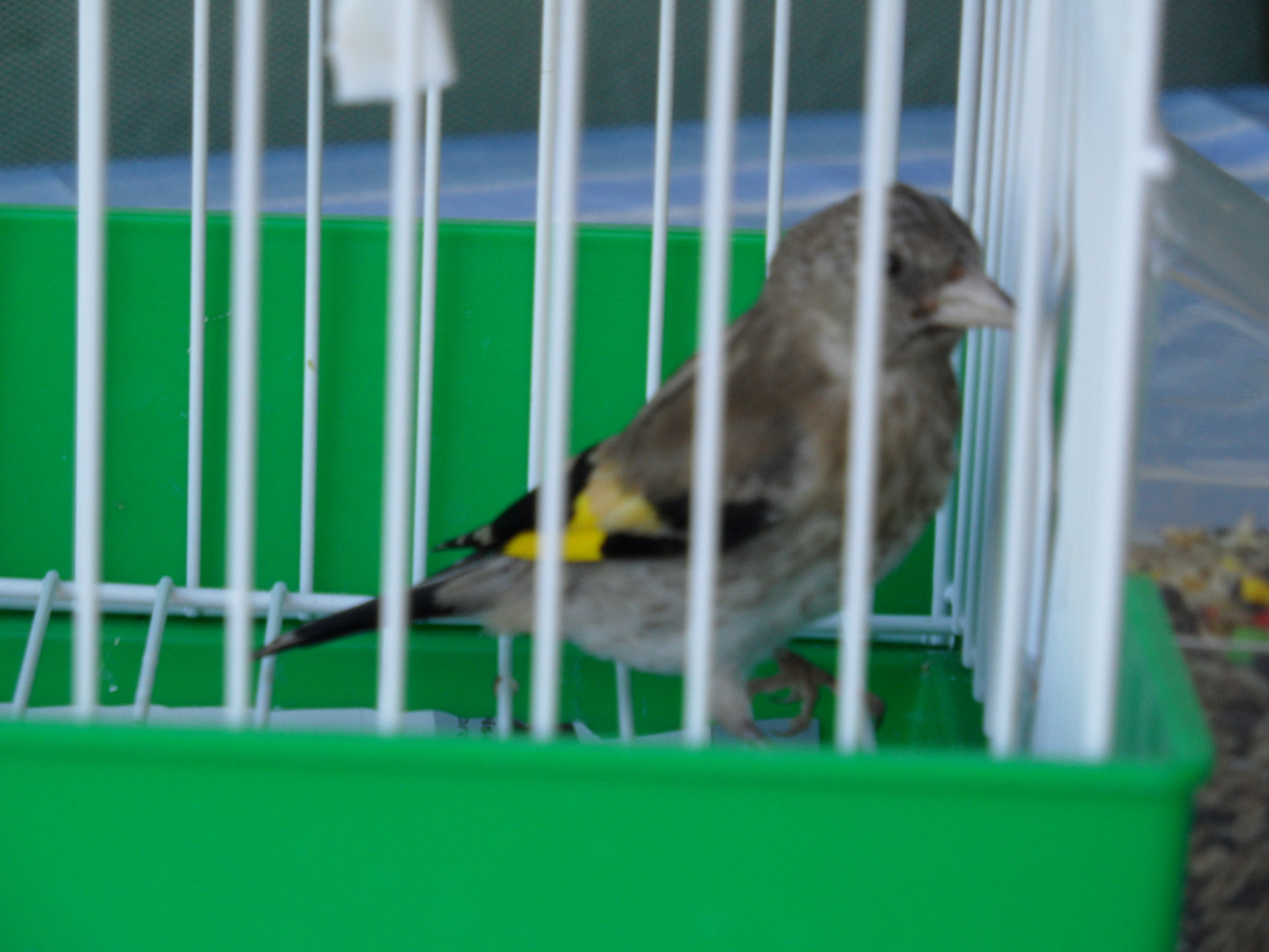 chiquetete