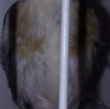 pecho.JPG