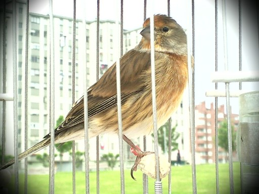 MIXTO de PARDILLO (2008)