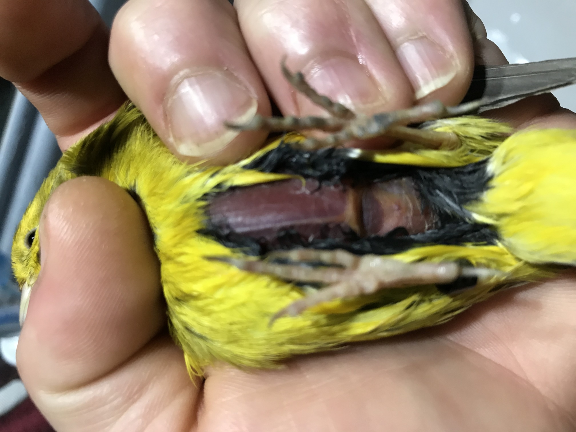 Canario