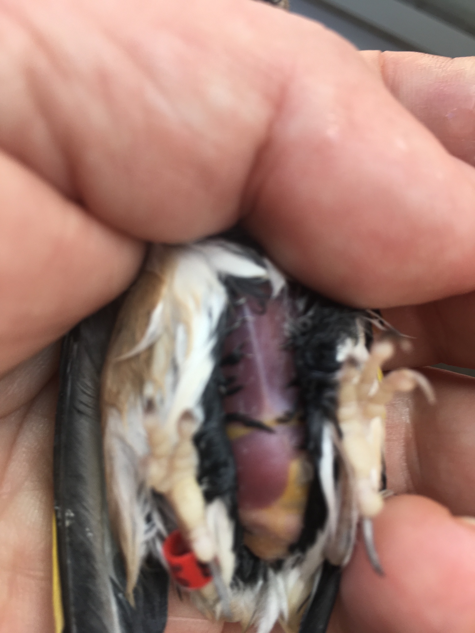 Foto 19-1-20 11 43 39.jpg