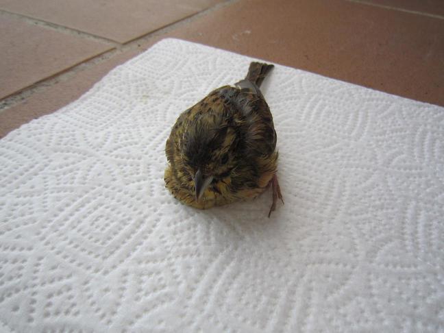 E:\Documents and Settings\Administrador.ILLUSION_V2\Escritorio\chapirao\IMG_1336.JPG