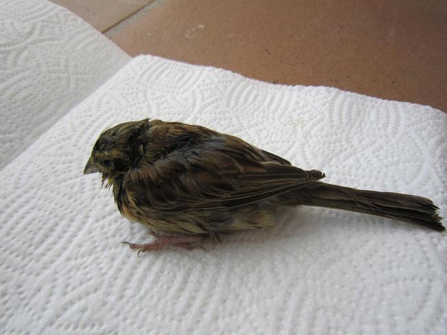 E:\Documents and Settings\Administrador.ILLUSION_V2\Escritorio\chapirao\IMG_1335.JPG