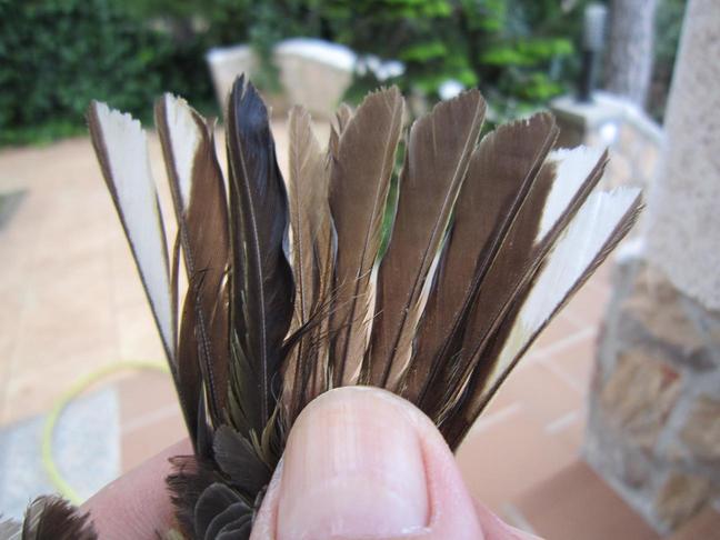 E:\Documents and Settings\Administrador.ILLUSION_V2\Escritorio\chapirao\IMG_1339.JPG