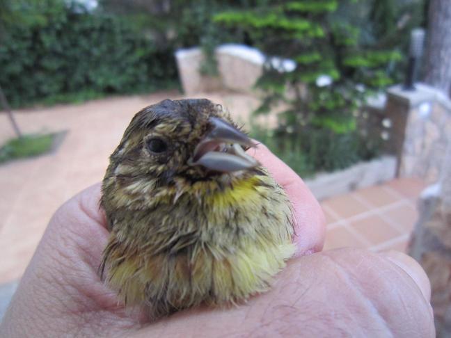 E:\Documents and Settings\Administrador.ILLUSION_V2\Escritorio\chapirao\IMG_1340.JPG