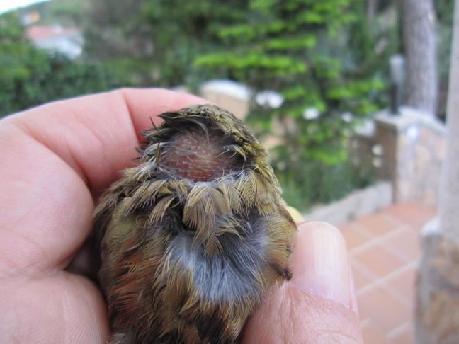 E:\Documents and Settings\Administrador.ILLUSION_V2\Escritorio\chapirao\IMG_1342.JPG