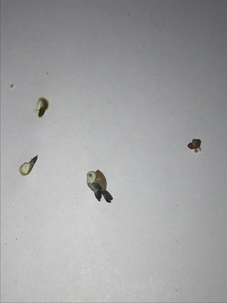 WhatsApp Image 2020-04-18 at 16.36.25.jpeg