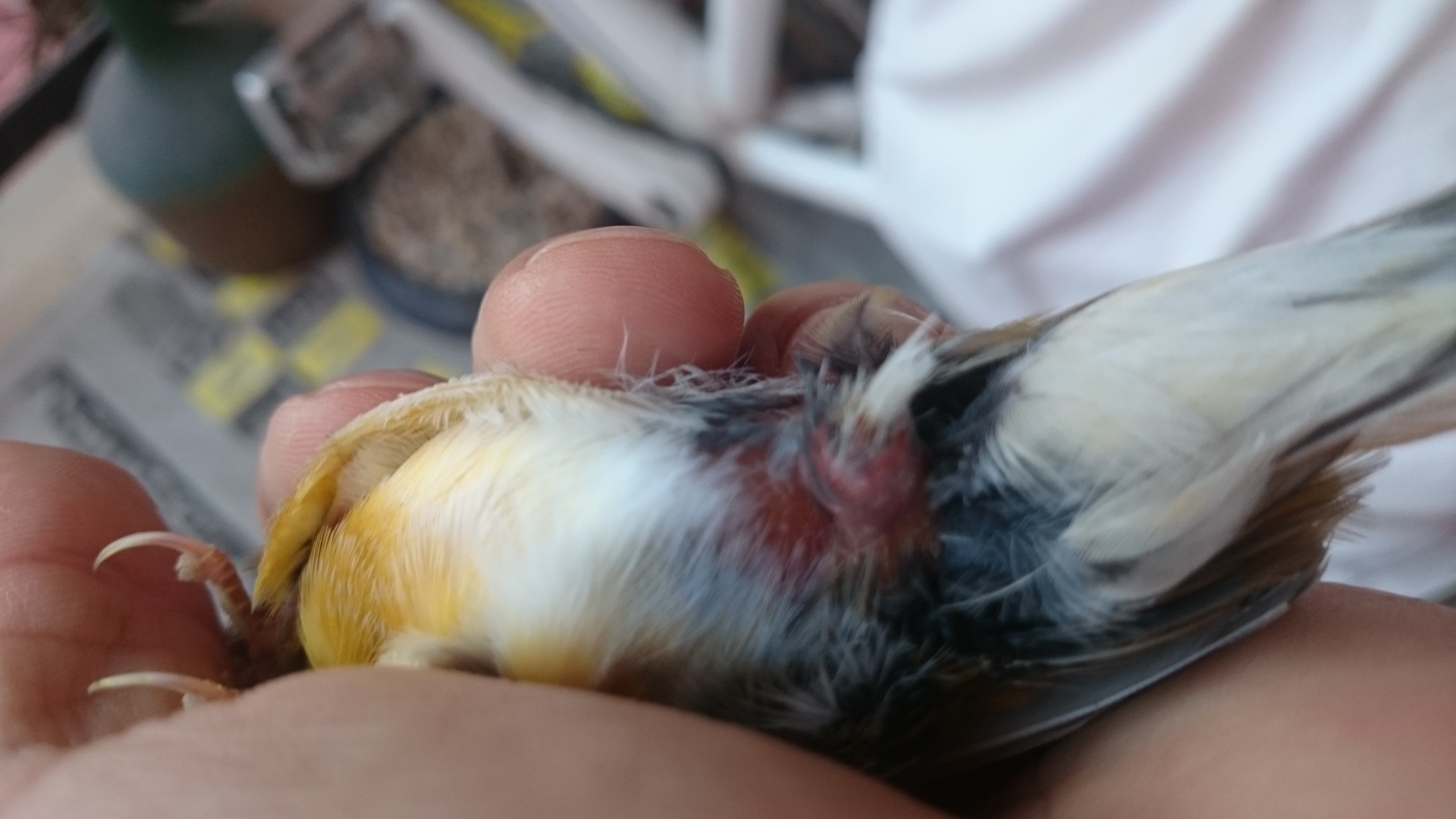 DSC_0044.JPG