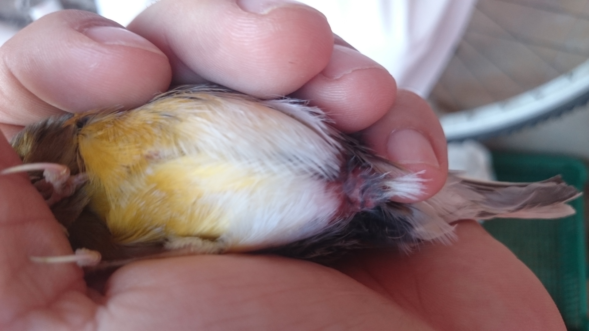 DSC_0043.JPG