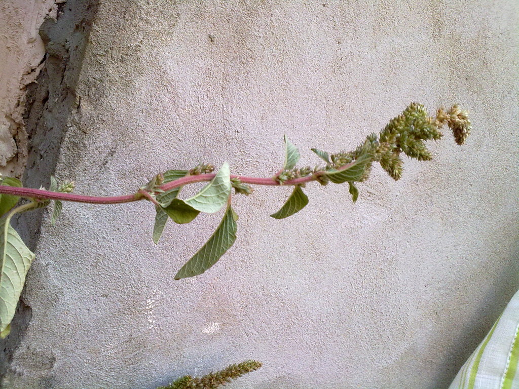 28062010241.jpg