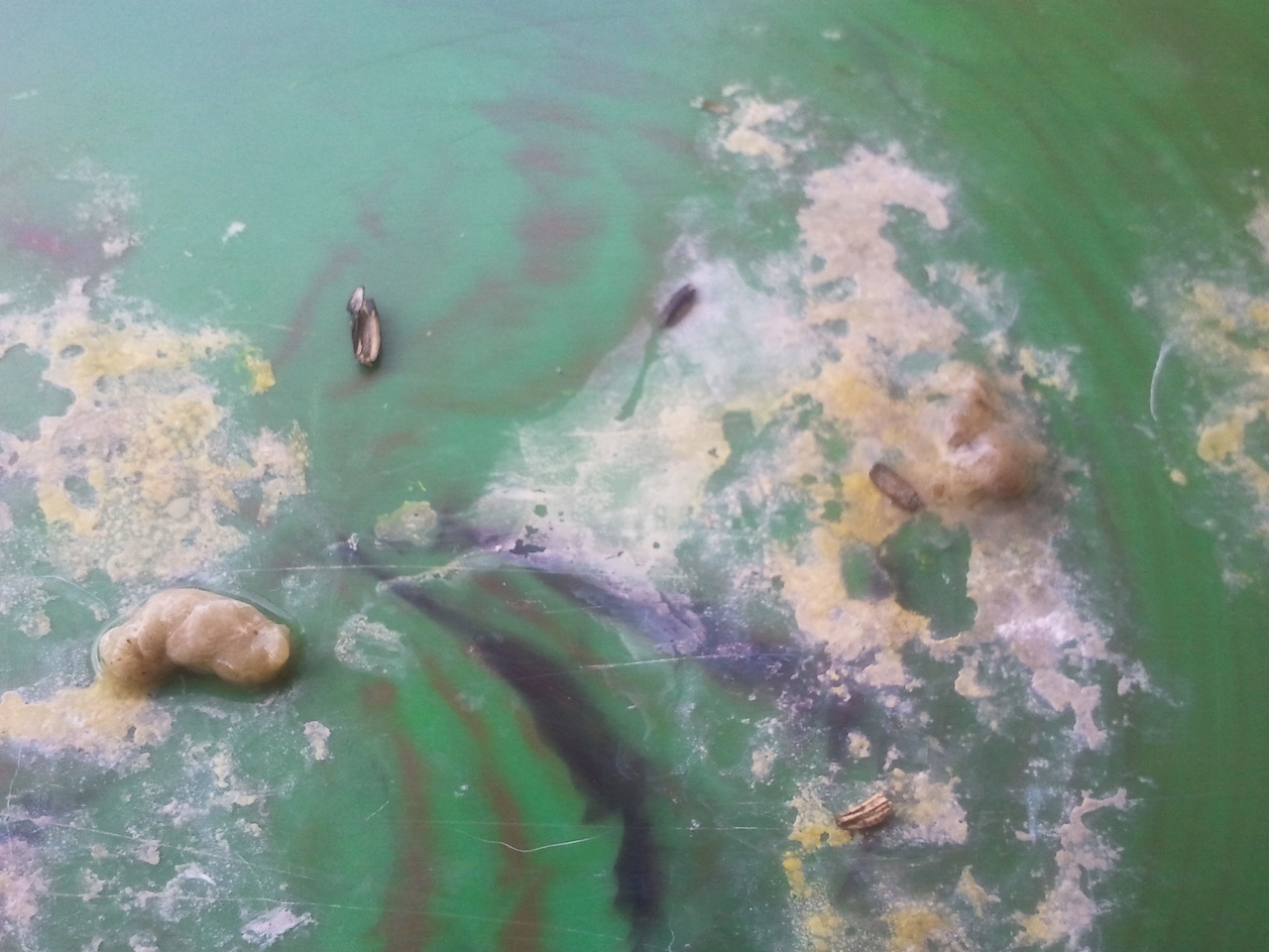 2011-08-06 17.27.33.jpg