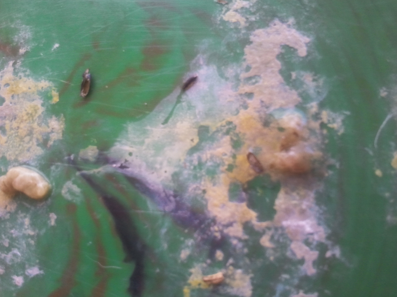 2011-08-06 17.26.37.jpg
