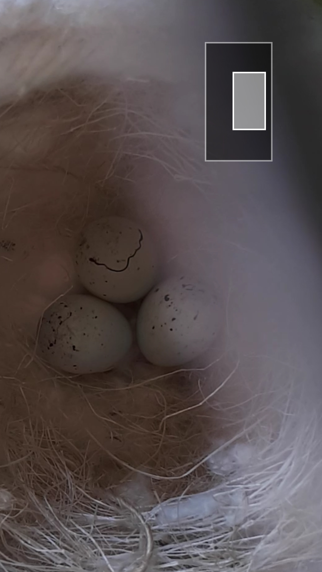 Screenshot_20200609-122706_Video Player.jpg