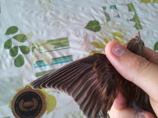 2011-08-09 15.32.48.jpg