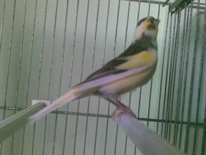 esta es la madre me podeis decir q tipo de canaria es (creo que es amarilla y verde no?)