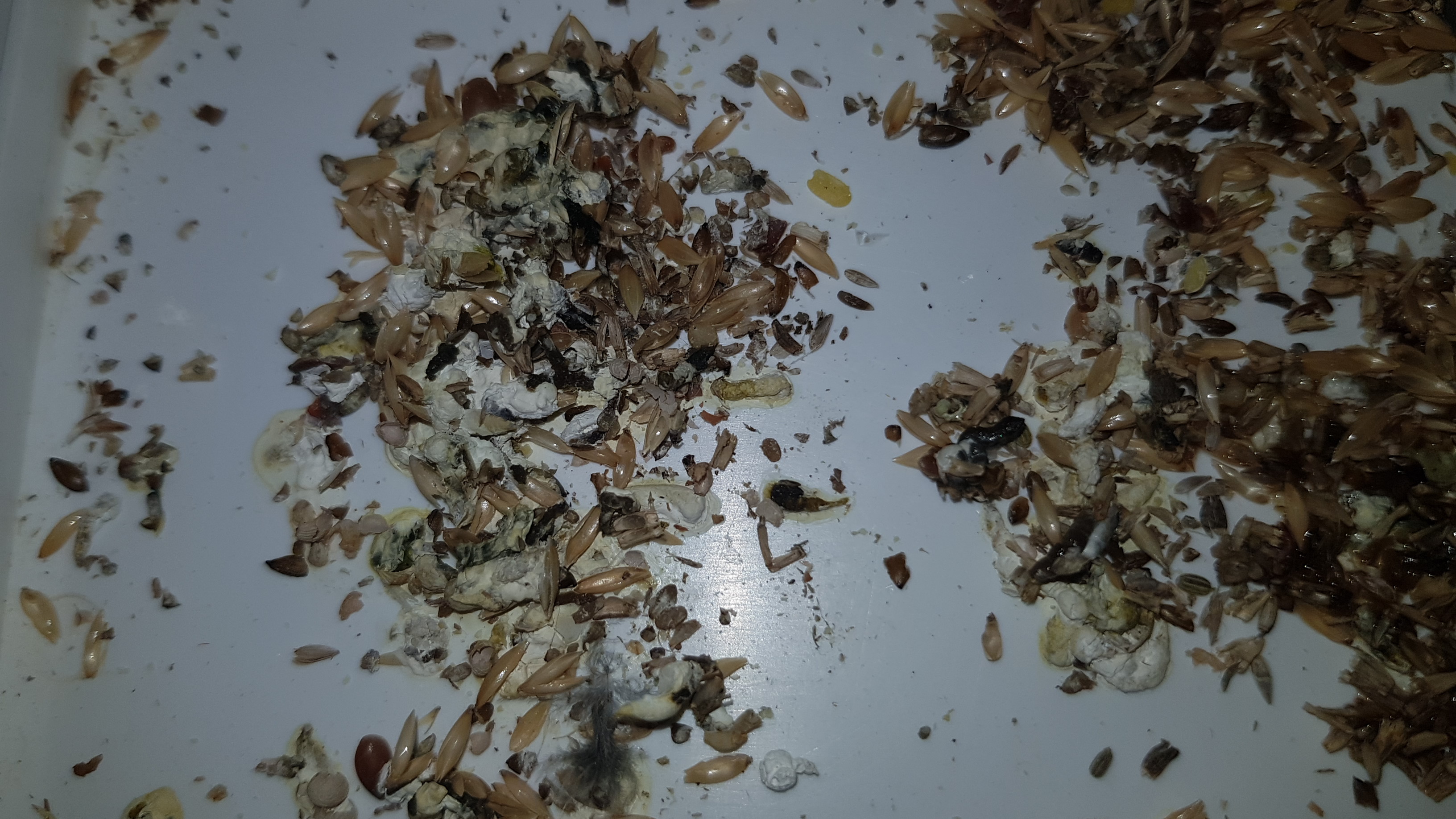 IMG-20210207-WA0008.jpeg