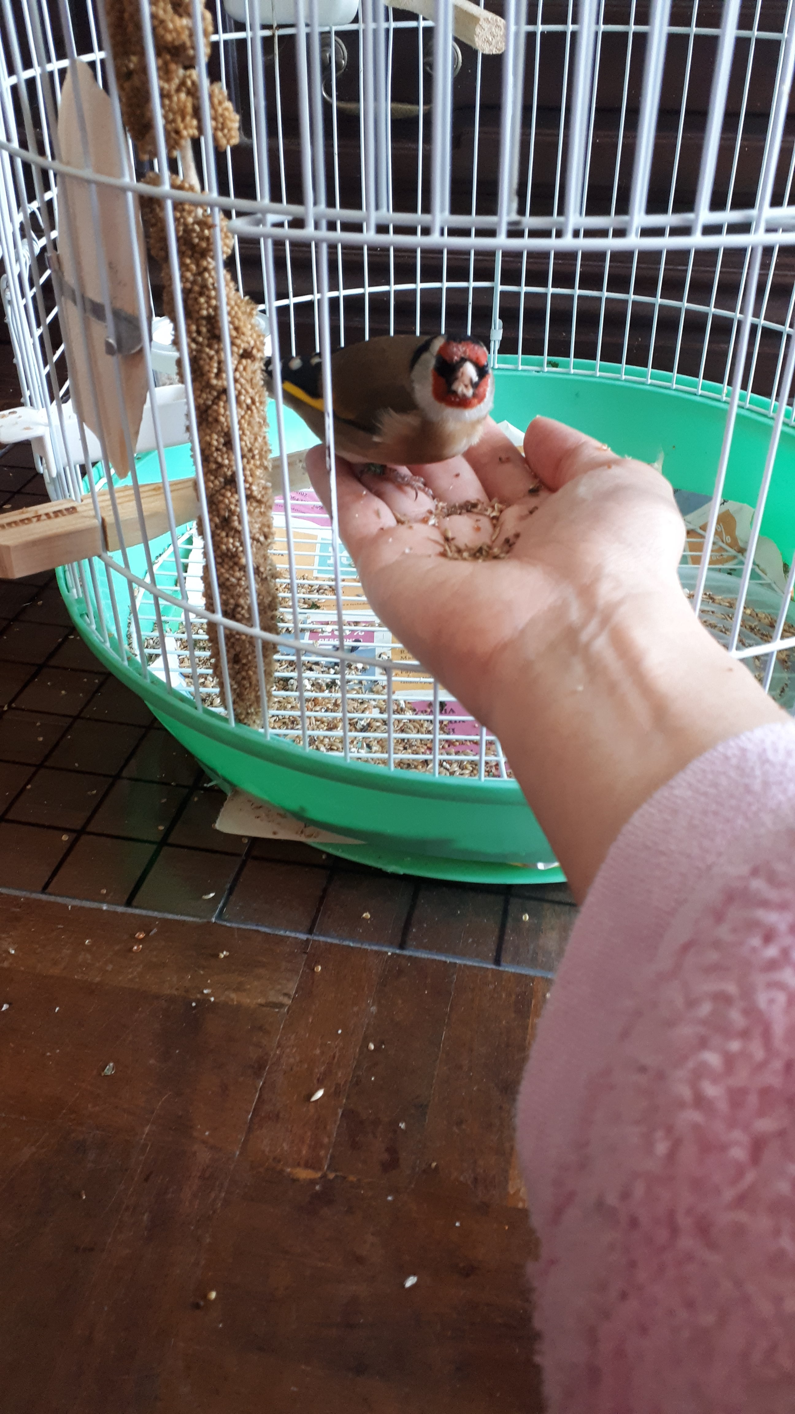 Mi jilguero Ícaro &lt;3