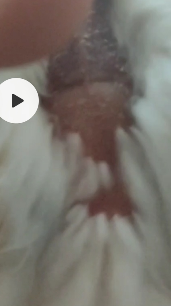 Y aquí una captura de pantalla del pecho y la cloaca