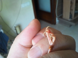 2011-08-16 13.18.26.jpg