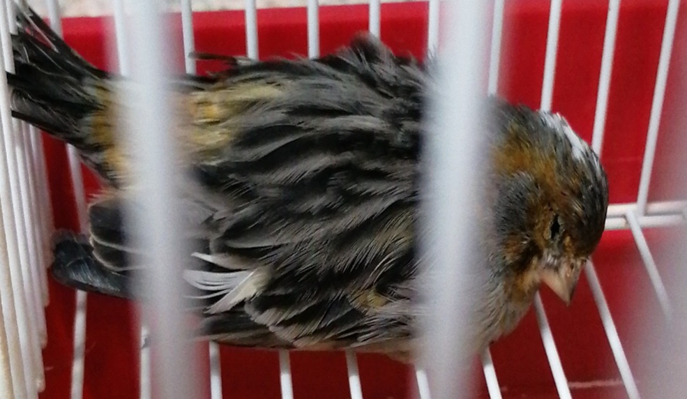 IMG-20211110-WA0008.jpeg
