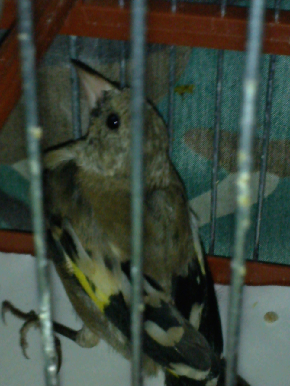 TUYTI