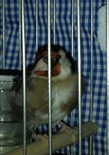 ·gitano·.jpg
