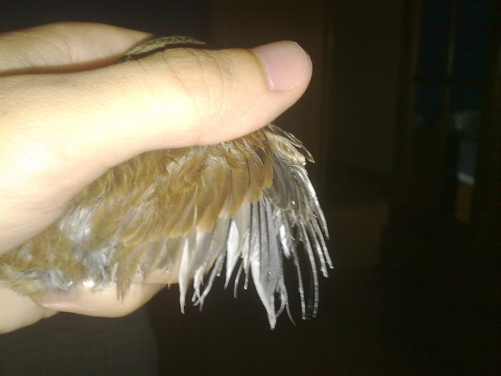 22082011216.jpg