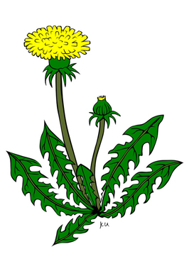 diente-de-leon-t21750.jpg