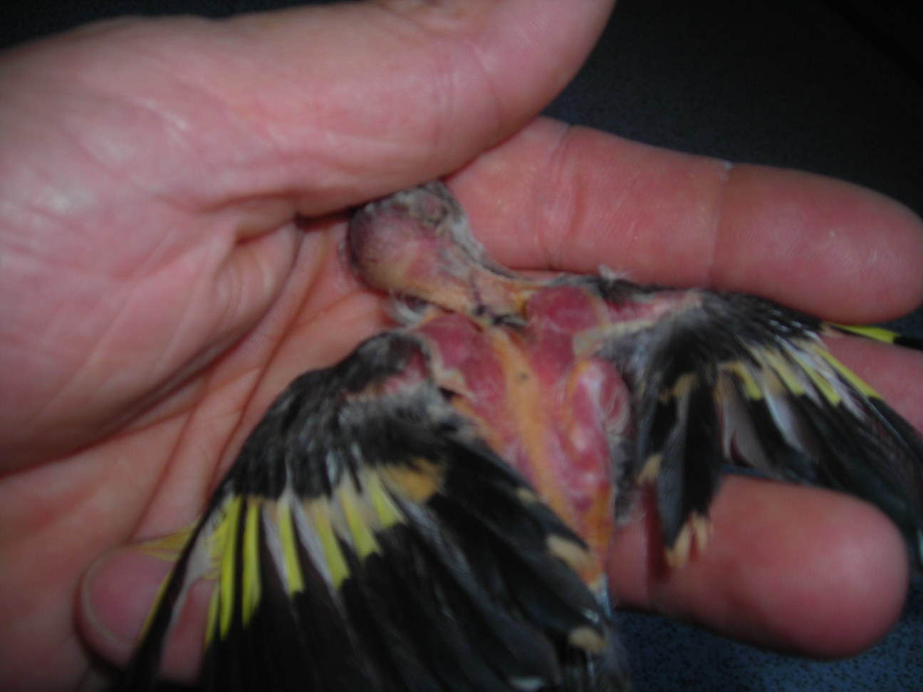 pajaros.jpg