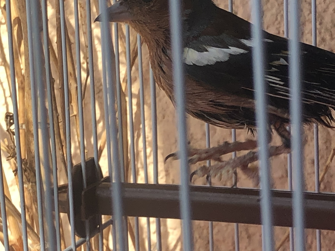 IMG_1993.jpeg