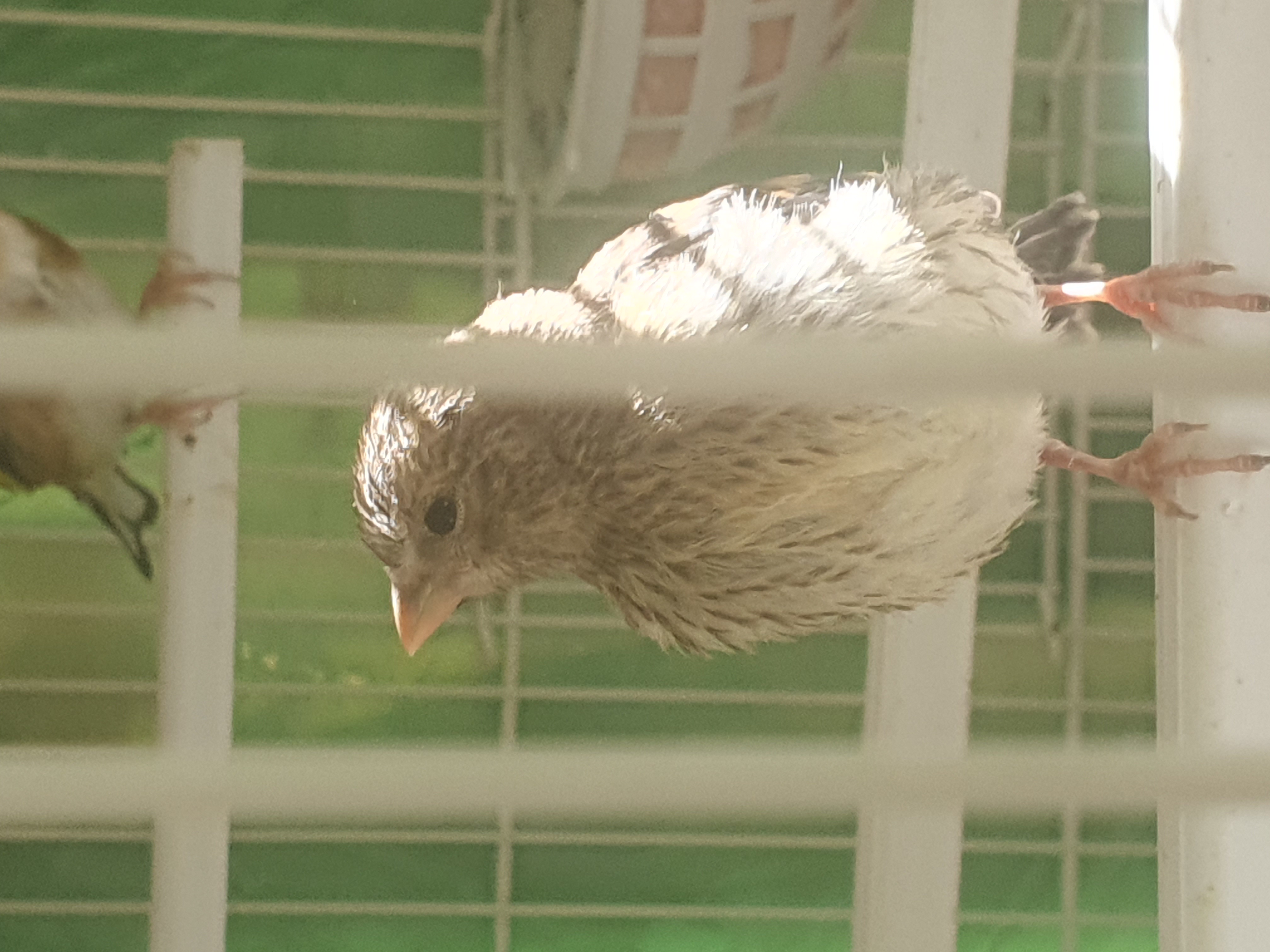 Y el otro..<br />Una pregunta ...es normal que con 18 dias que tienen duerman por el dia a ratos con la cabeza debajo del ala....ell@s piden y comen