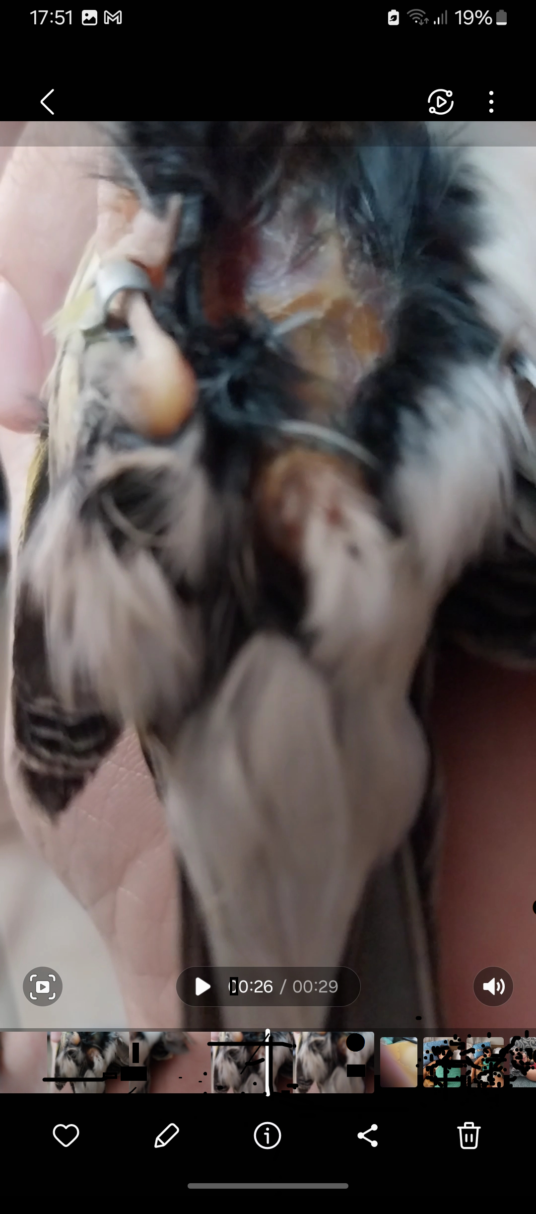pajaro.png