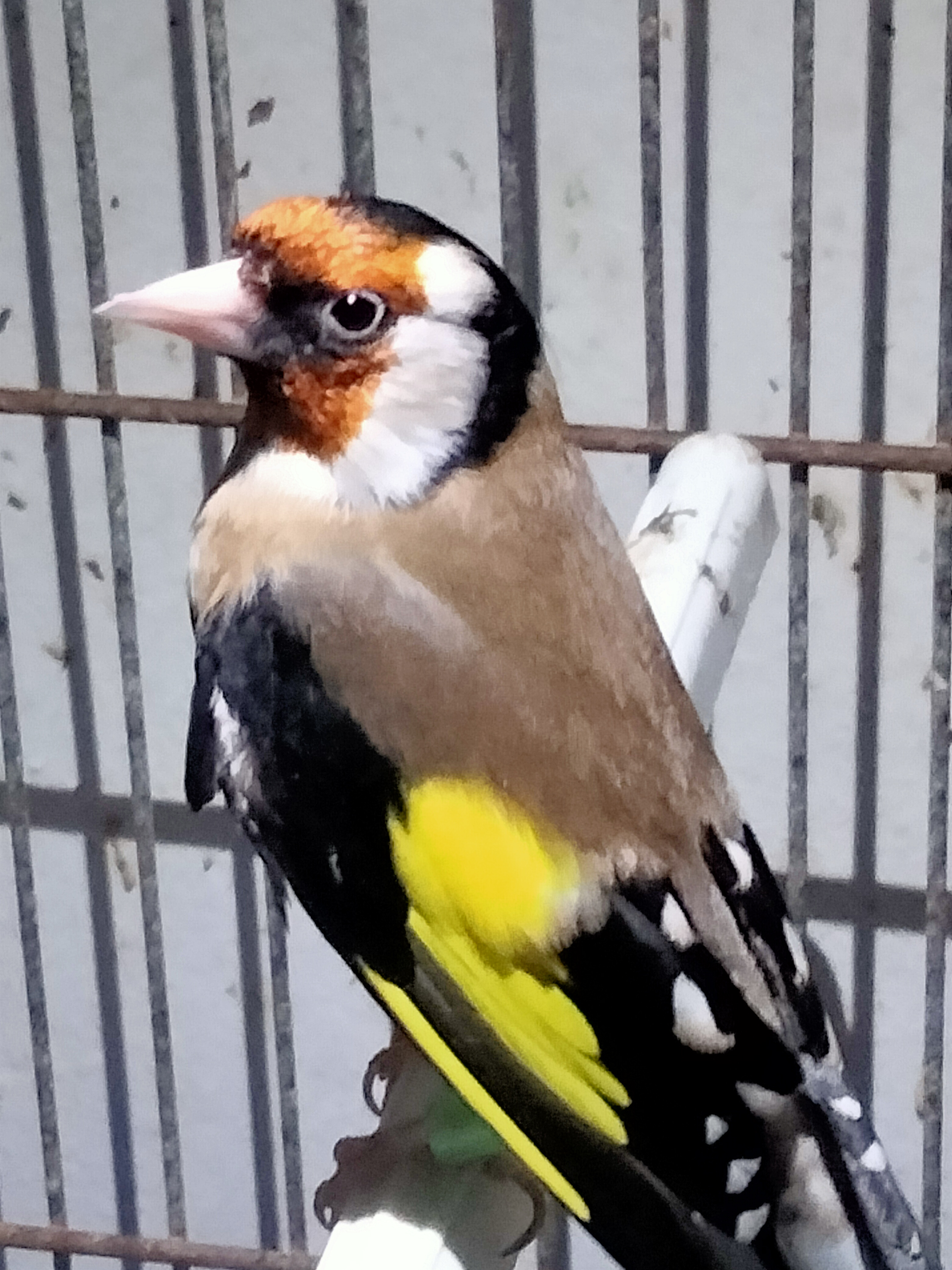IMG20250213185317.jpg