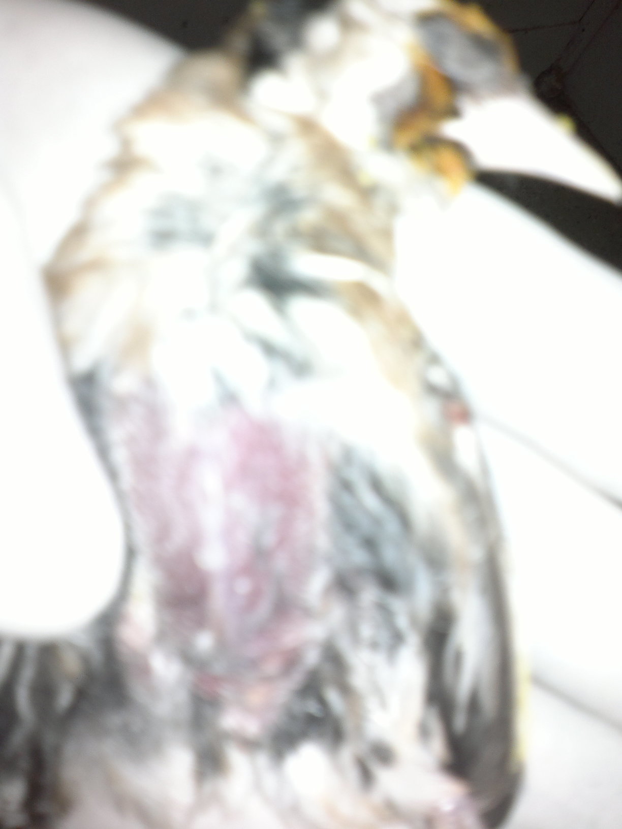 22092011091