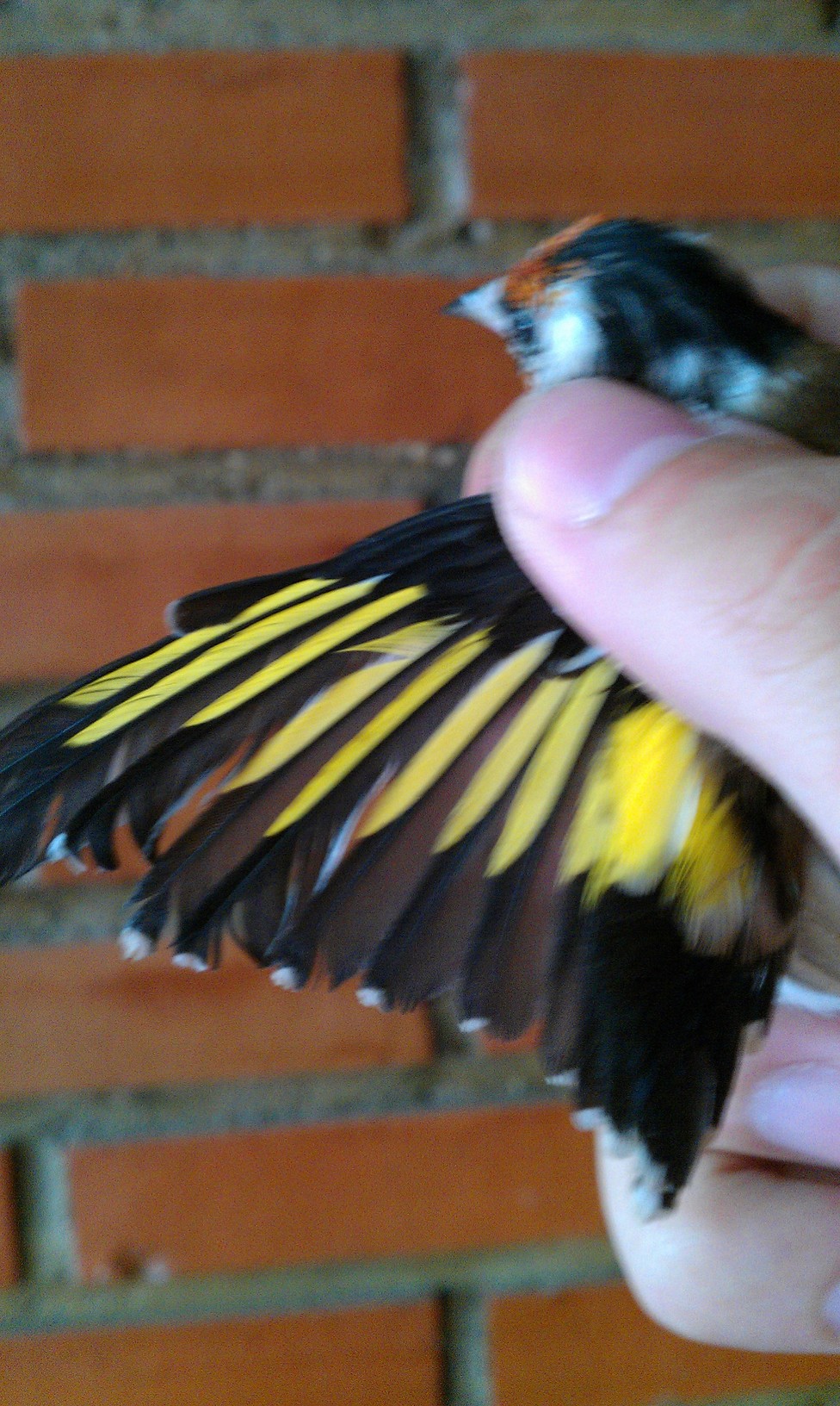 IMAG0018.jpg