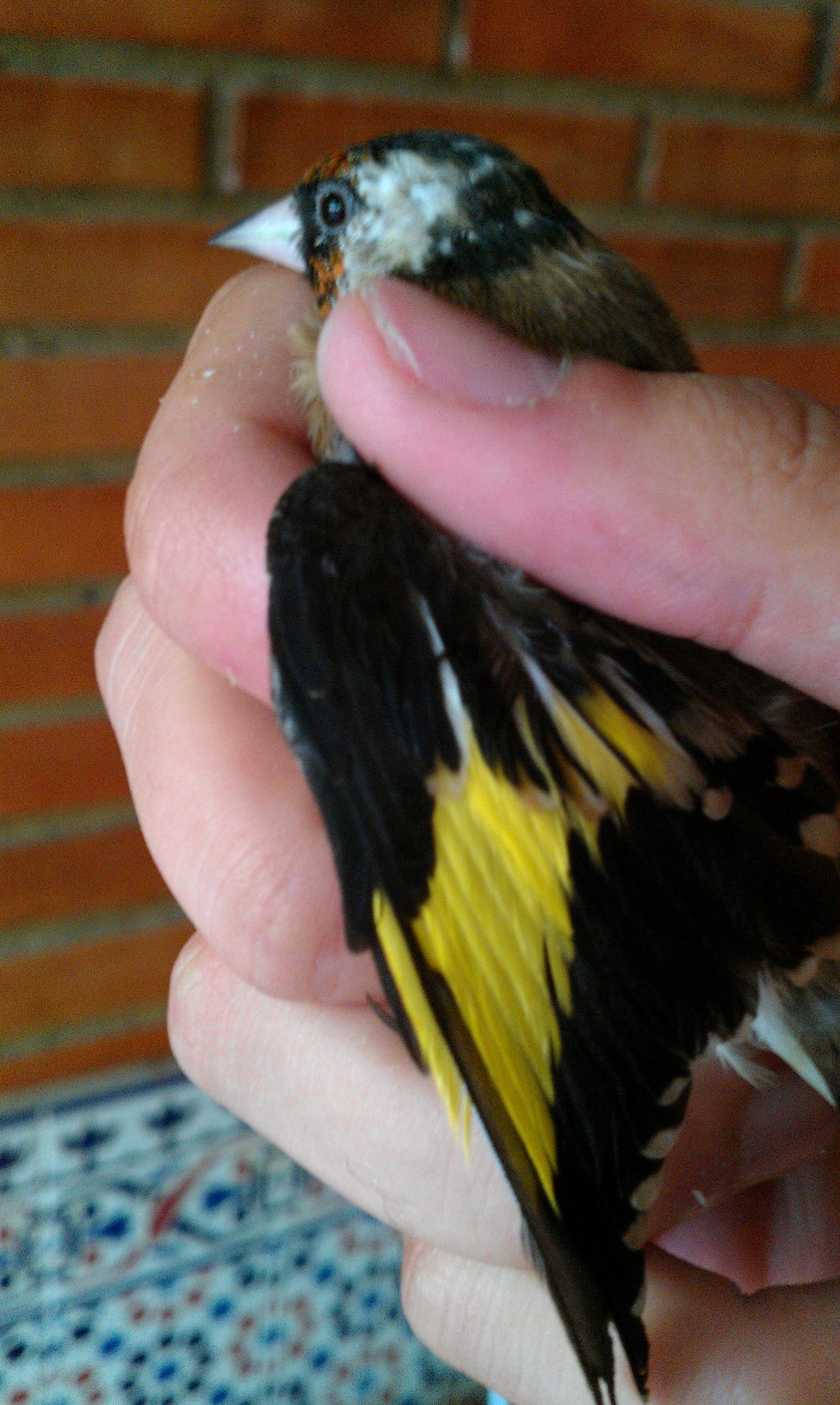 IMAG0025.jpg