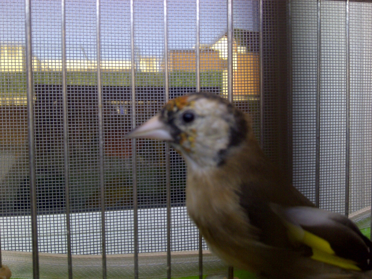 Castellbisbal-20111011-00256.jpg