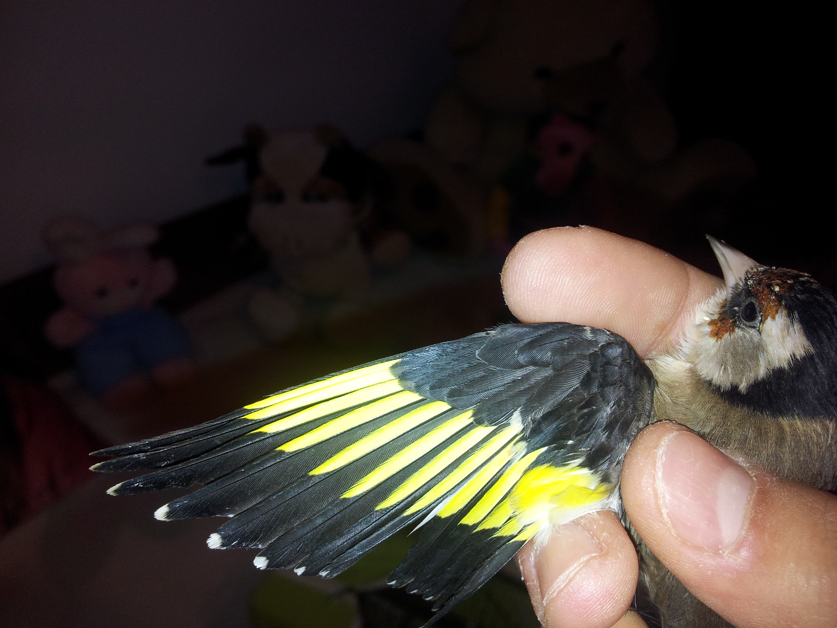 2011-10-22 13.39.50.jpg