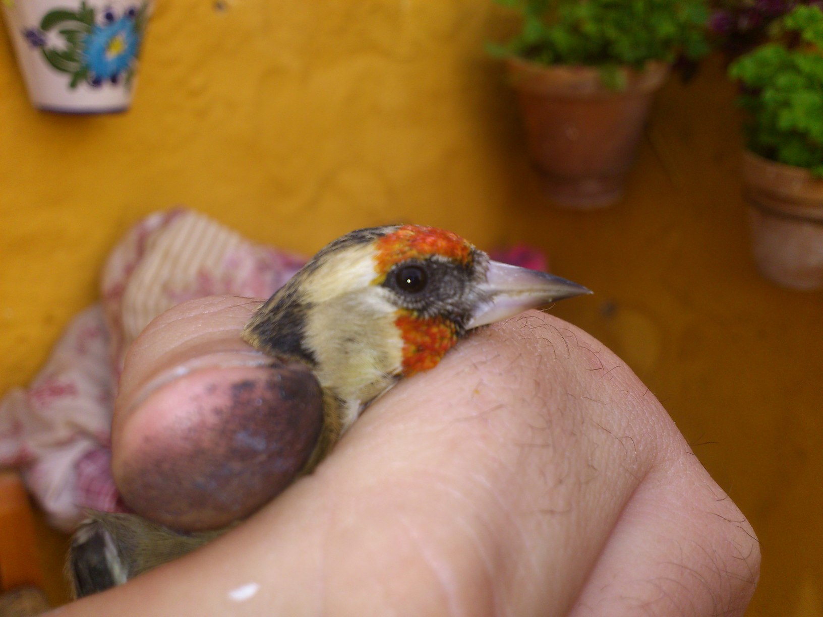 DSC_0247.jpg