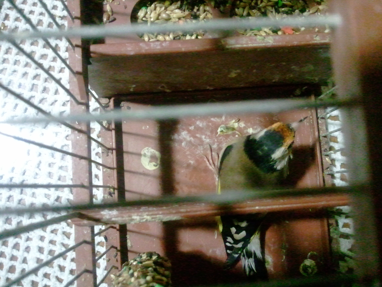 Foto0016.jpg