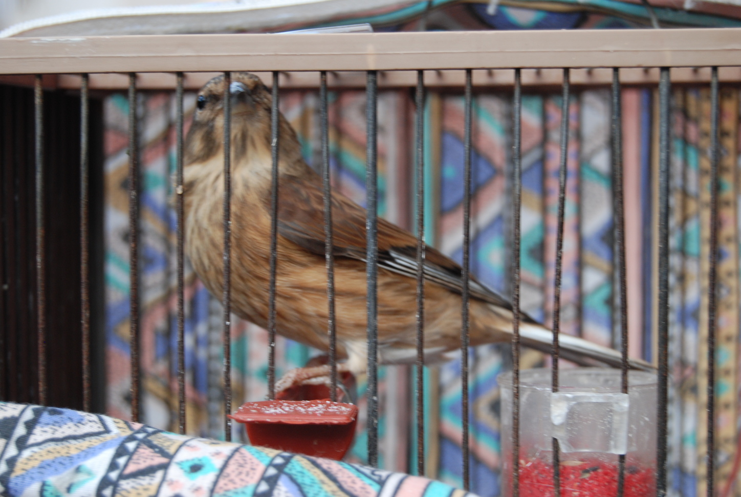 ocells puig-reig 036.JPG