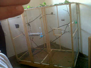 ke opinan los expertos para criar 2 hembras i 1 macho de jilguero?