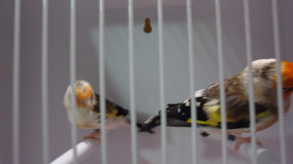 SAM_0181.JPG