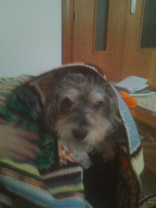 perro mio
